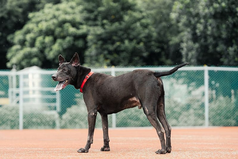 【待認養】混種犬 狗 (男生) - 新北市板橋區公立動物之家