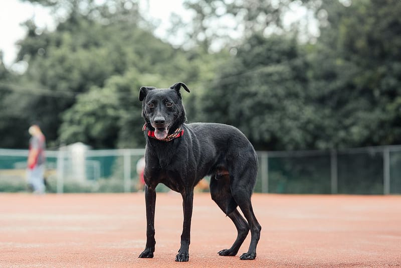 【待認養】混種犬 狗 (男生) - 新北市板橋區公立動物之家