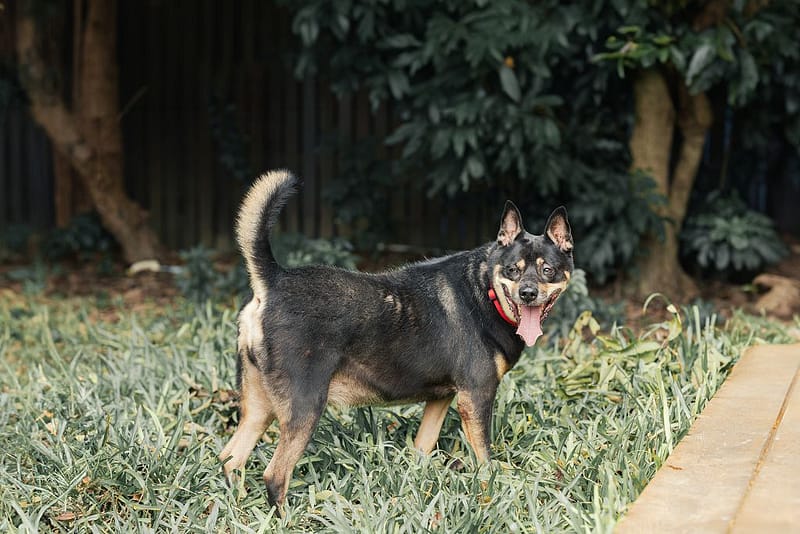 【待認養】混種犬 狗 (男生) - 新北市板橋區公立動物之家