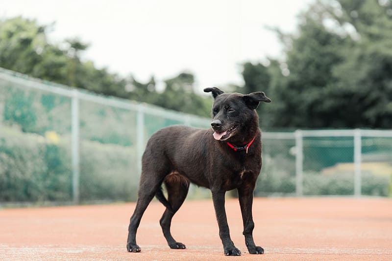 【待認養】混種犬 狗 (女生) - 新北市板橋區公立動物之家
