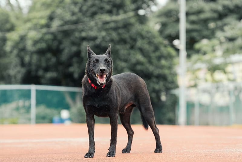 【待認養】混種犬 狗 (男生) - 新北市板橋區公立動物之家