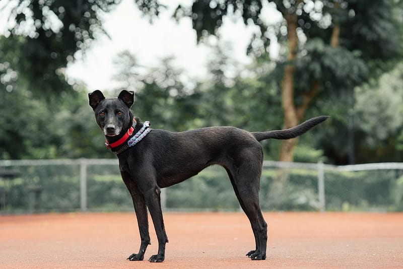 【待認養】混種犬 狗 (男生) - 新北市板橋區公立動物之家