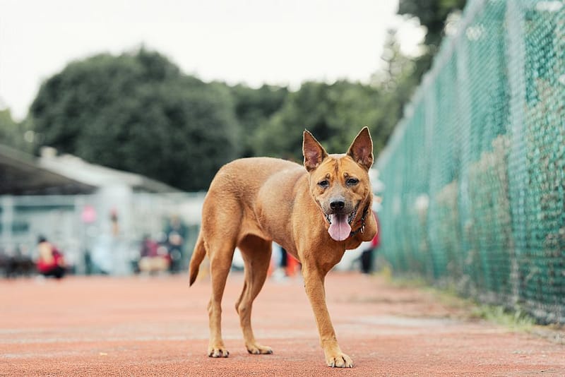 【待認養】混種犬 狗 (女生) - 新北市板橋區公立動物之家