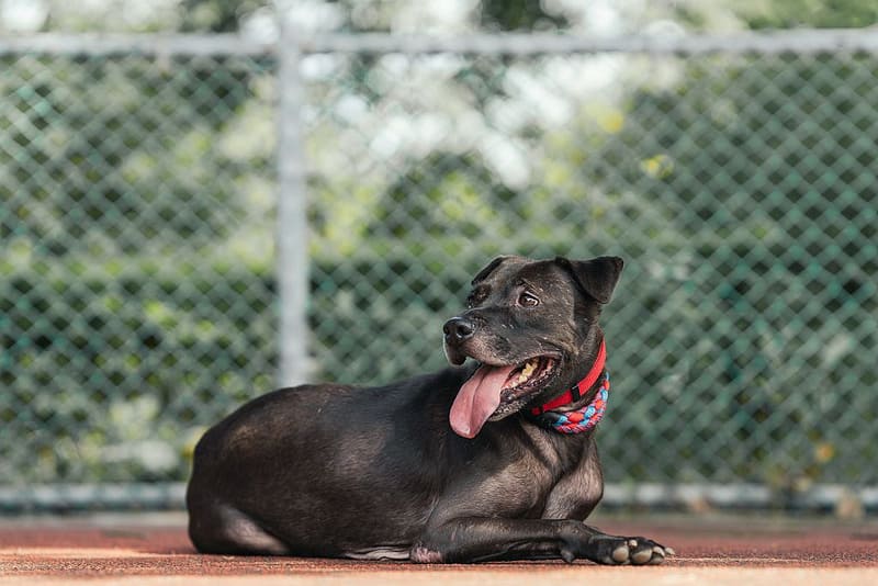 【待認養】混種犬 狗 (女生) - 新北市板橋區公立動物之家