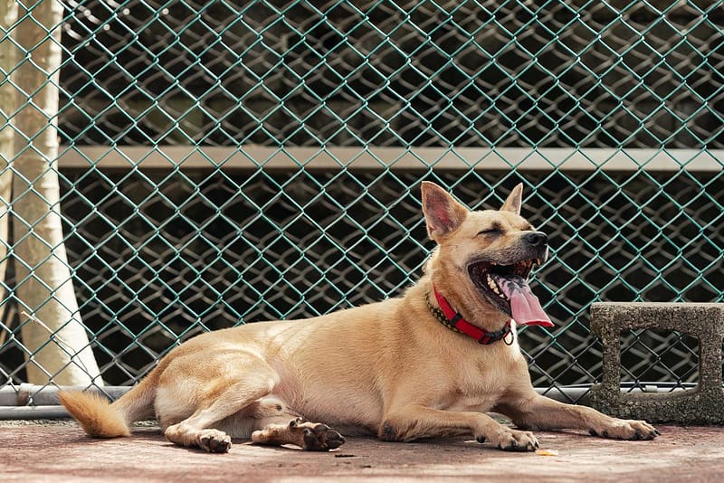 【待認養】混種犬 狗 (男生) - 新北市板橋區公立動物之家