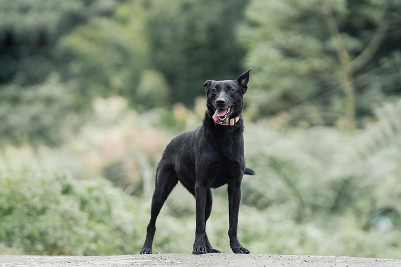 【待認養】混種犬 狗 (女生) - 新北市新店區公立動物之家