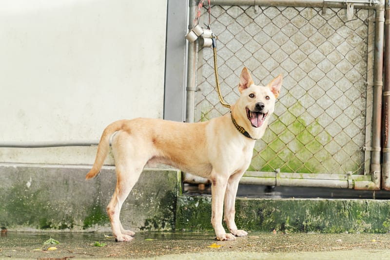 【待認養】混種犬 狗 (男生) - 新北市五股區公立動物之家