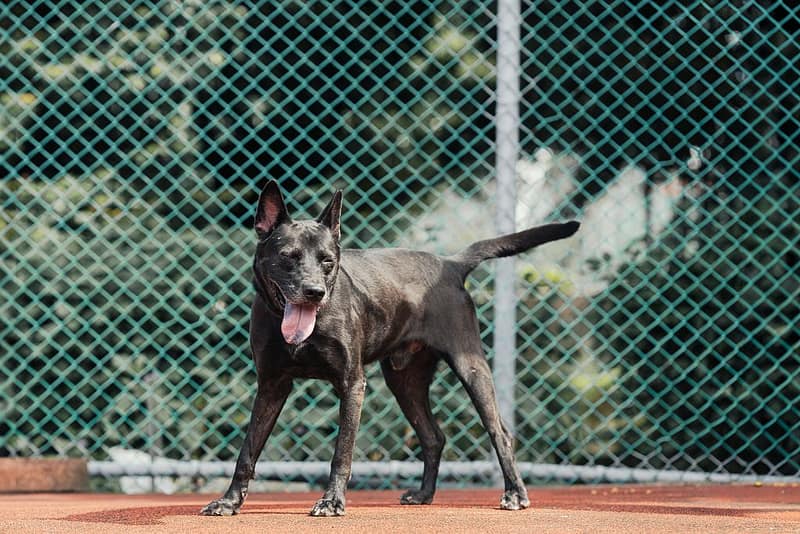 【待認養】混種犬 狗 (男生) - 新北市板橋區公立動物之家