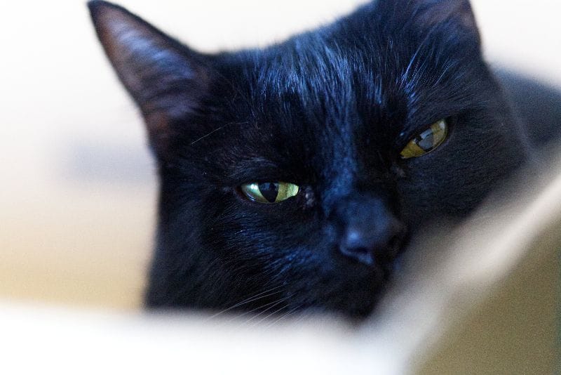 你好貓咪貓舍友善空間