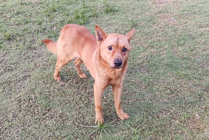 【待認養】混種犬 狗 (男生) - 新竹市動物保護教育園區