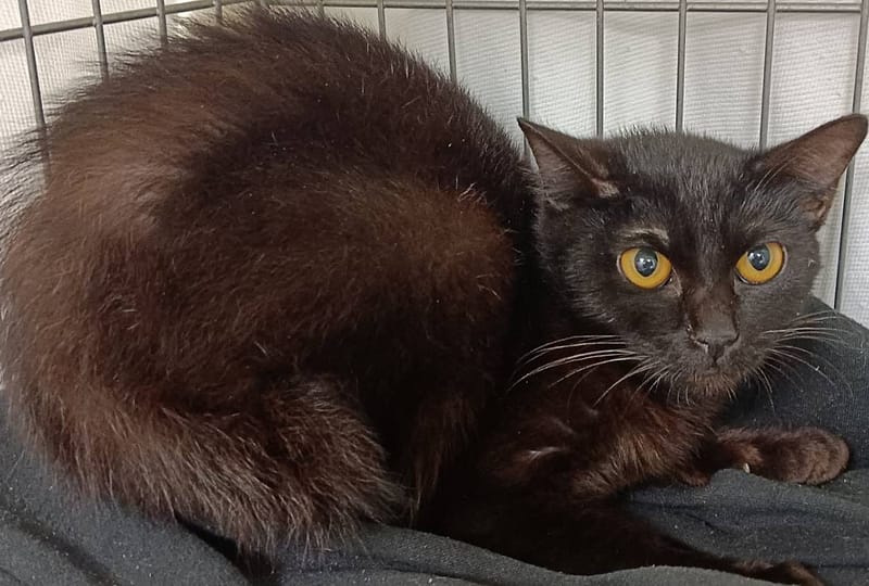 【待認養】混種貓 貓 (女生) - 新北市淡水區公立動物之家