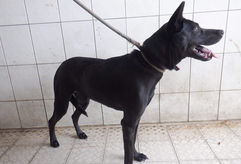 【待認養】混種犬 狗 (女生) - 南投縣公立動物收容所