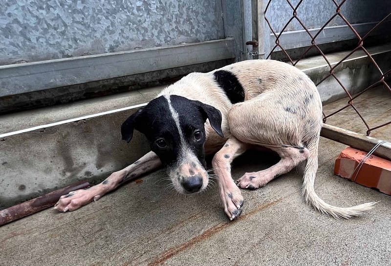 【待認養】混種犬 狗 (女生) - 桃園市動物保護教育園區