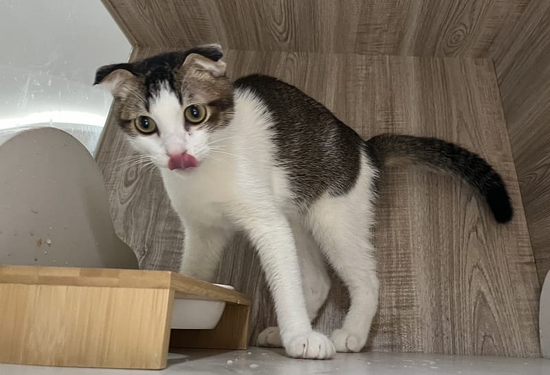 【待認養】混種貓 貓 (男生) - 桃園市動物保護教育園區