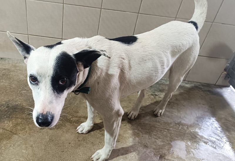 【待認養】混種犬 狗 (女生) - 花蓮縣狗貓躍動園區