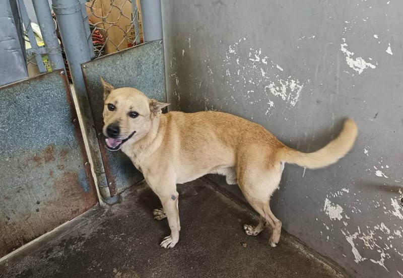 【待認養】混種犬 狗 (男生) - 新竹市動物保護教育園區