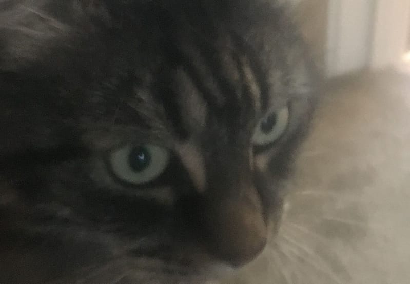 哈囉鬥格斯寵物旅館