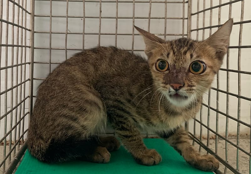 【待認養】混種貓 貓 (男生) - 臺北市動物之家