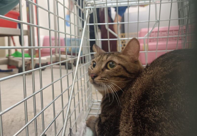 【待認養】混種貓 貓 (男生) - 臺北市動物之家