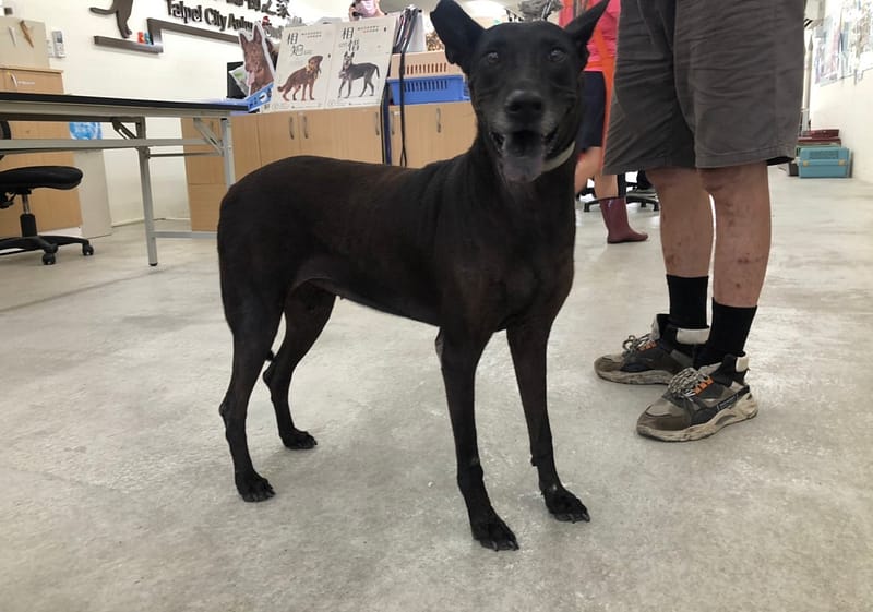 【待認養】混種犬 狗 (女生) - 臺北市動物之家