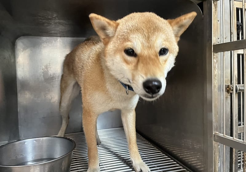 【待認養】柴犬 狗 (女生) - 高雄市壽山動物保護教育園區