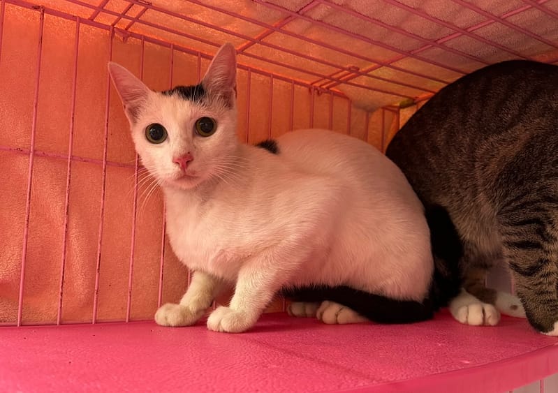 【待認養】混種貓 貓 (男生) - 臺北市動物之家