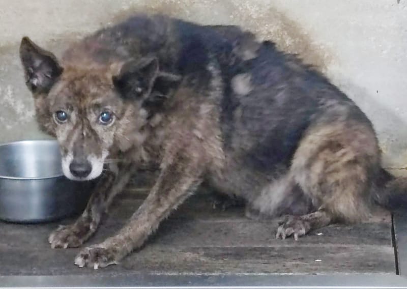 【待認養】混種犬 狗 (男生) - 新北市中和區公立動物之家