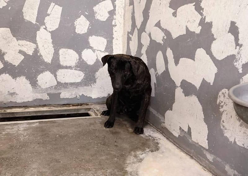 【待認養】混種犬 狗 (男生) - 新竹市動物保護教育園區