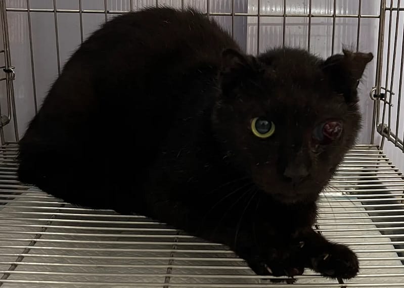 【待認養】混種貓 貓 (男生) - 新北市五股區公立動物之家