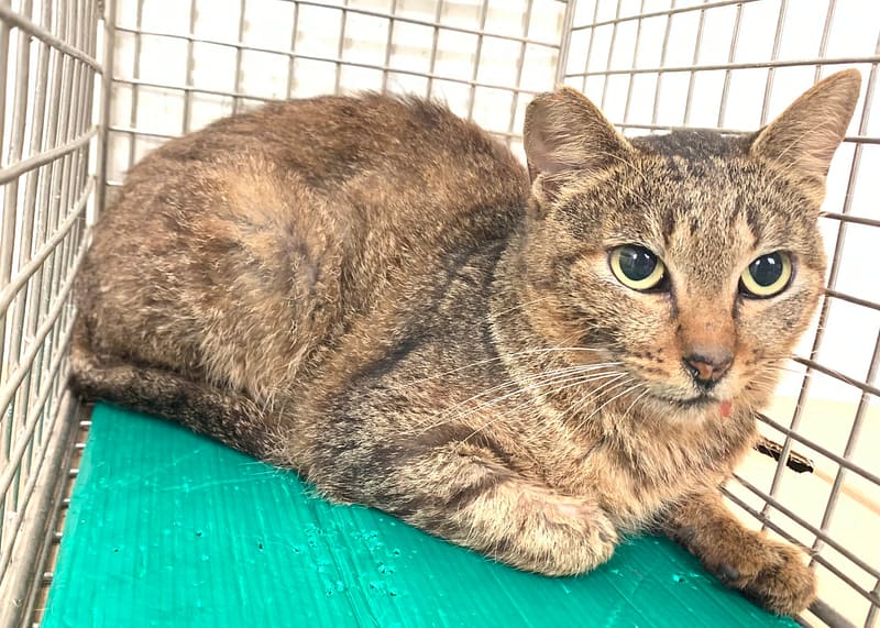 【待認養】混種貓 貓 (女生) - 臺北市動物之家