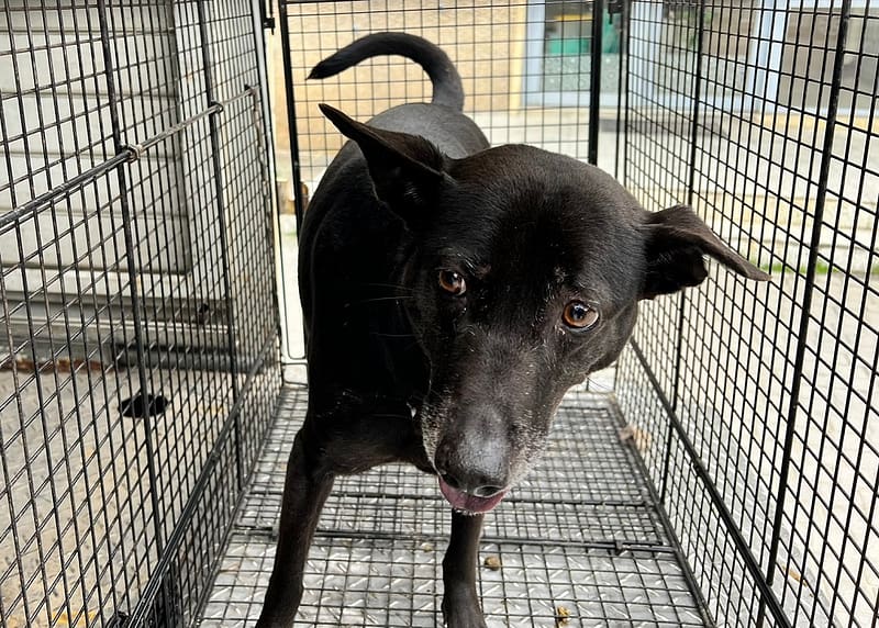 【待認養】混種犬 狗 (女生) - 桃園市動物保護教育園區