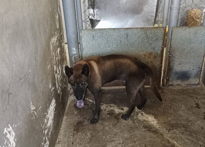 【待認養】混種犬 狗 (男生) - 新竹市動物保護教育園區