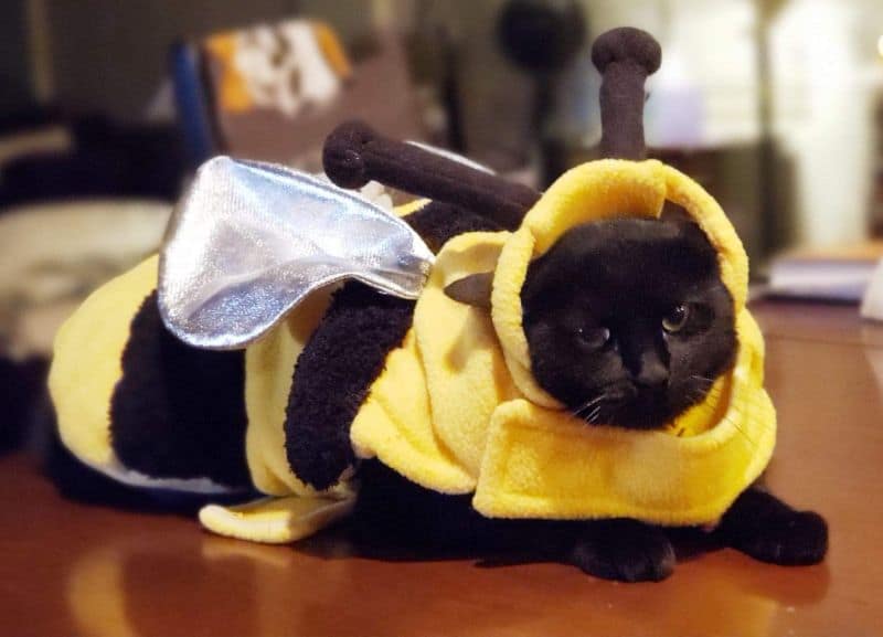 貓語之都寵物坊