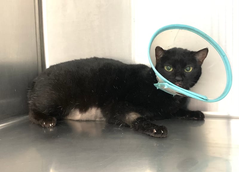 【待認養】混種貓 貓 (女生) - 臺北市動物之家