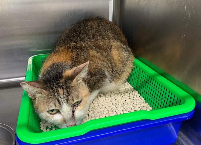 【待認養】混種貓 貓 (女生) - 臺北市動物之家