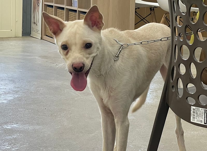 【待認養】混種犬 狗 (男生) - 臺北市動物之家