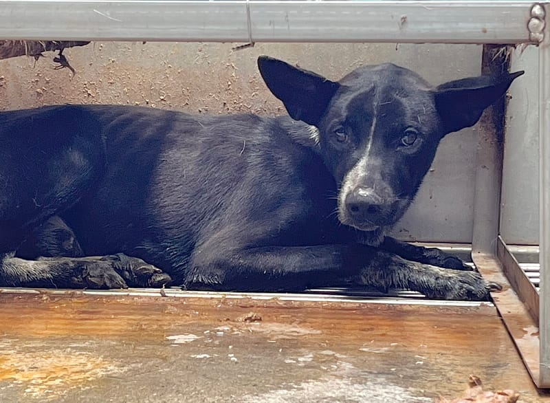 【待認養】混種犬 狗 (男生) - 彰化縣流浪狗中途之家