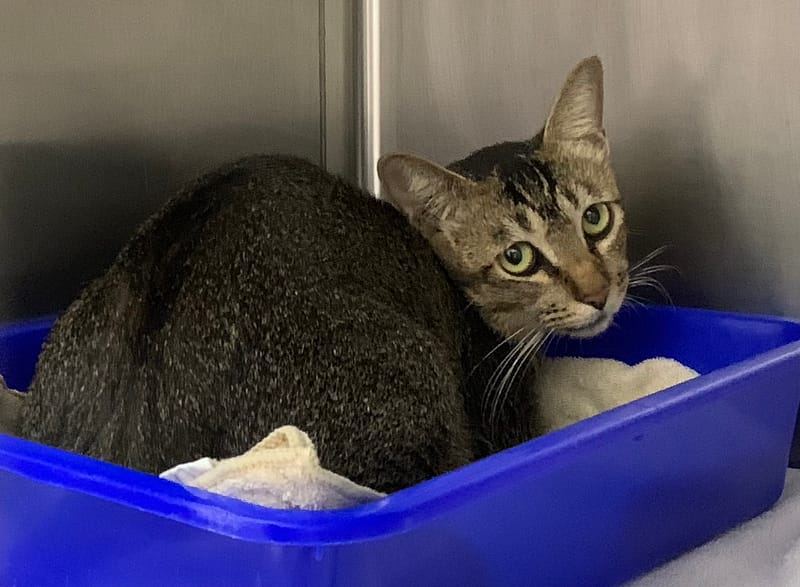 【待認養】混種貓 貓 (女生) - 臺北市動物之家