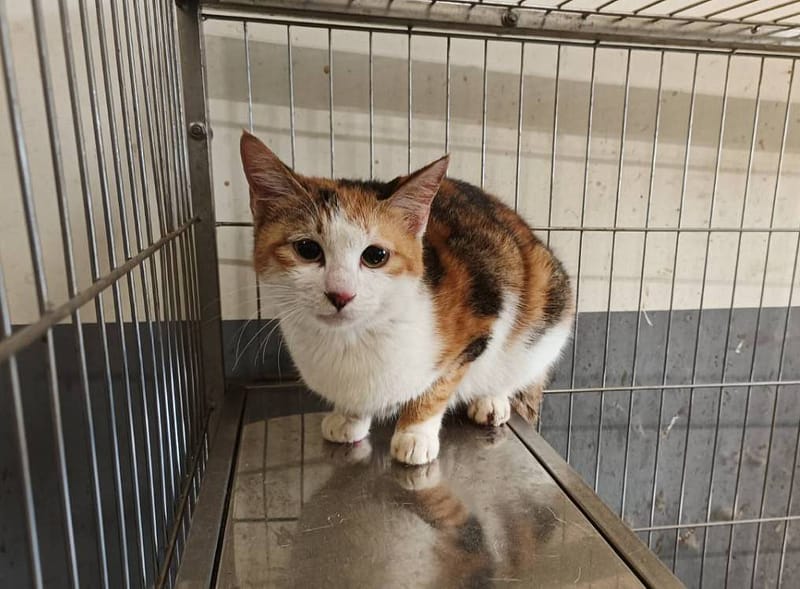 【待認養】混種貓 貓 (女生) - 新竹市動物保護教育園區