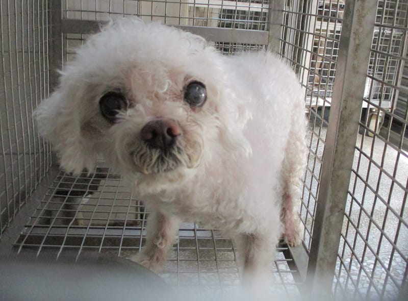 【待認養】瑪爾濟斯犬 狗 (男生) - 高雄市壽山動物保護教育園區