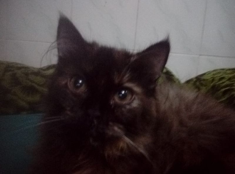 開心狗寵物美容工坊