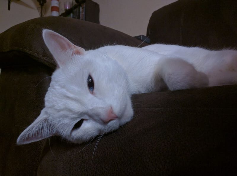 東森寵物雲股份有限公司歸仁中山分公司