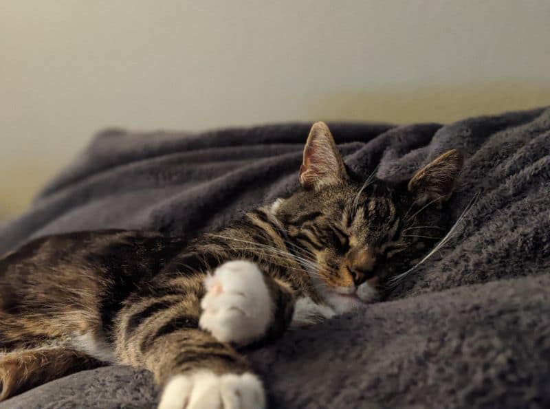 珍寶貝寵物美容坊