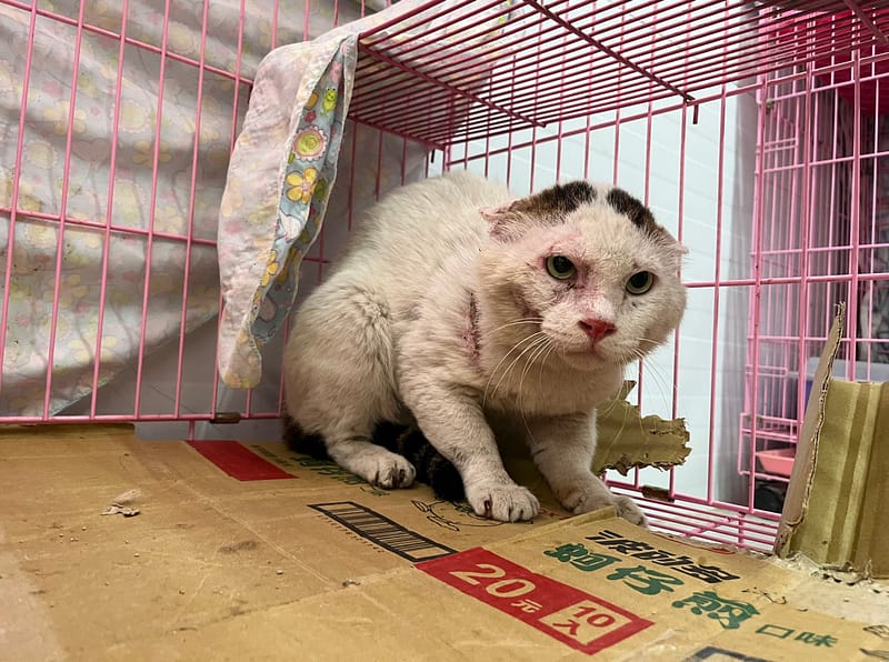 【待認養】混種貓 貓 (男生) - 臺北市動物之家