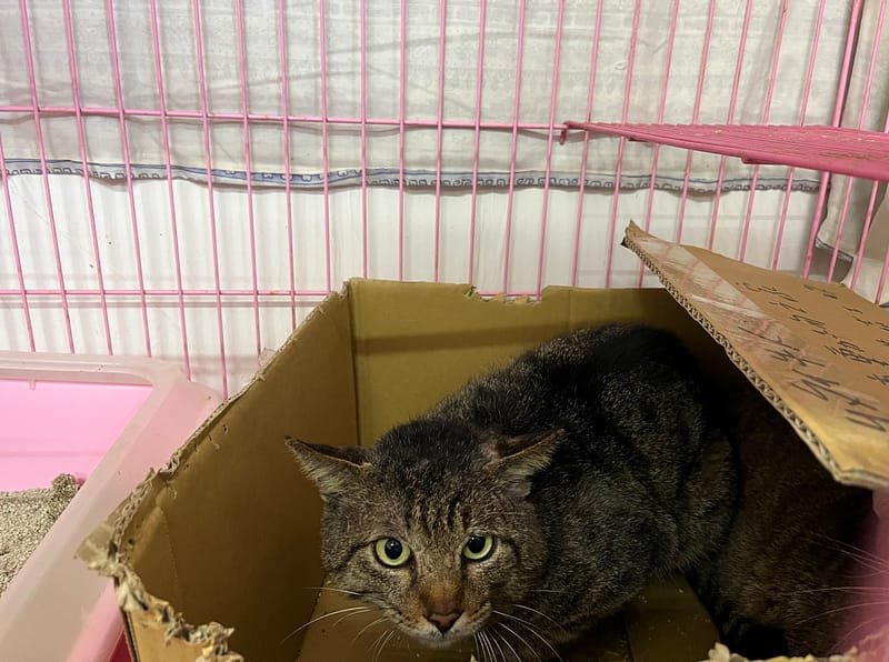 【待認養】混種貓 貓 (男生) - 臺北市動物之家