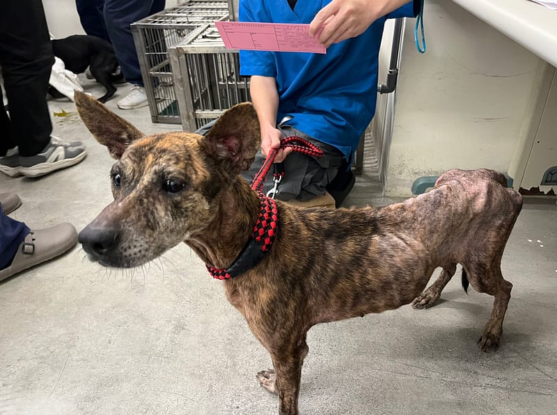 【待認養】混種犬 狗 (女生) - 臺北市動物之家