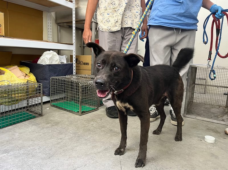 【待認養】混種犬 狗 (男生) - 臺北市動物之家