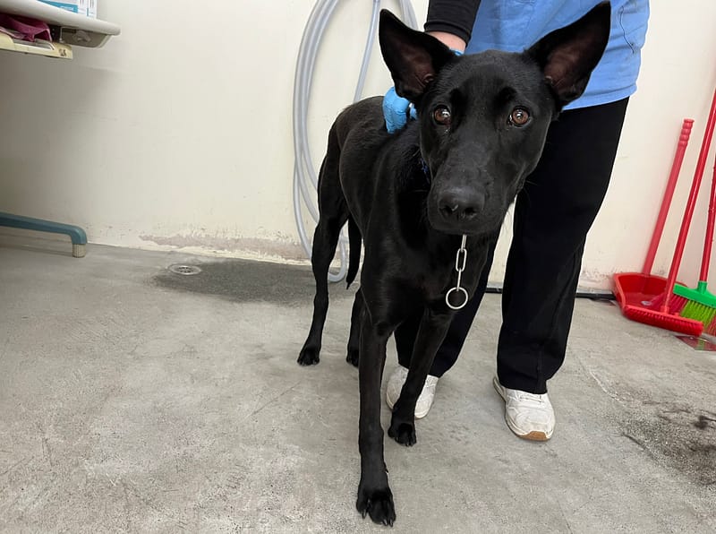 【待認養】混種犬 狗 (女生) - 臺北市動物之家