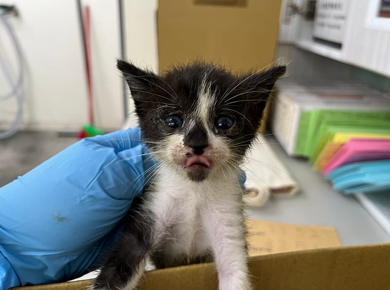 【待認養】混種貓 貓 (女生) - 臺北市動物之家