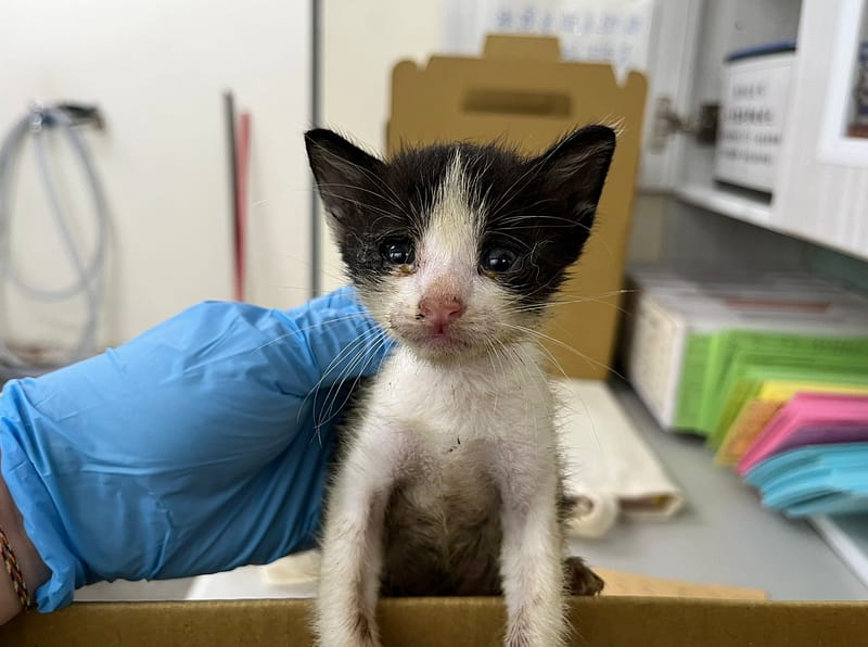 【待認養】混種貓 貓 (男生) - 臺北市動物之家